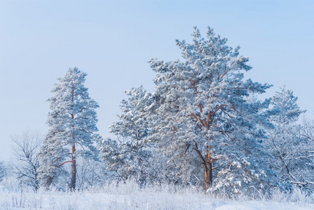 一场雪美丽安静松树