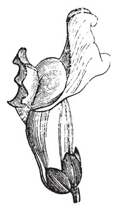 一幅图画显示了金鱼草的花冠.像花萼, 花冠也可能有附属物.