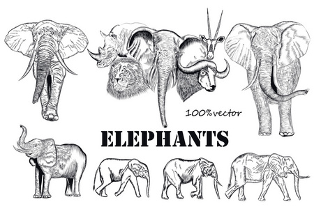矢量集合刻非洲大象动物