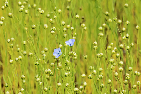 美丽的亚麻领域, 两个小蓝色的花朵和几个白色圆形水果, 一个绿色的地毯, 蓝色和白色的颜色