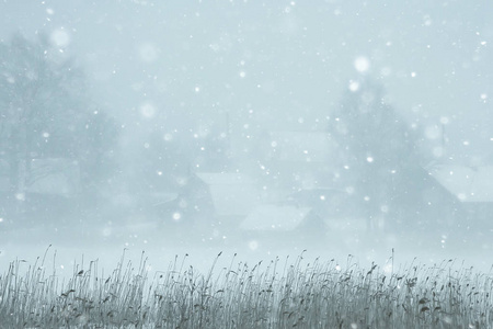 雾冬景观, 降雪和森林, 寒冷的季节性天气