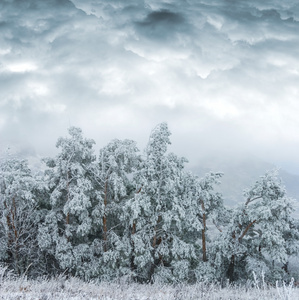 一场雪冬松树林