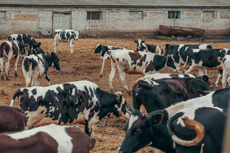 农村奶牛场畜牧农田等户外牧场的黑白奶牛放牧烟雾