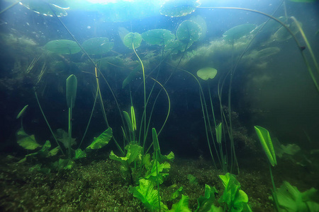 淡水生态系统图片