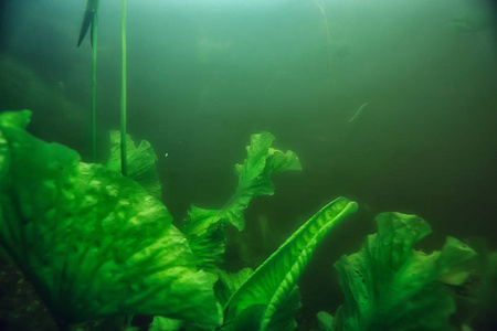 湖藻生态系统的水下景观研究