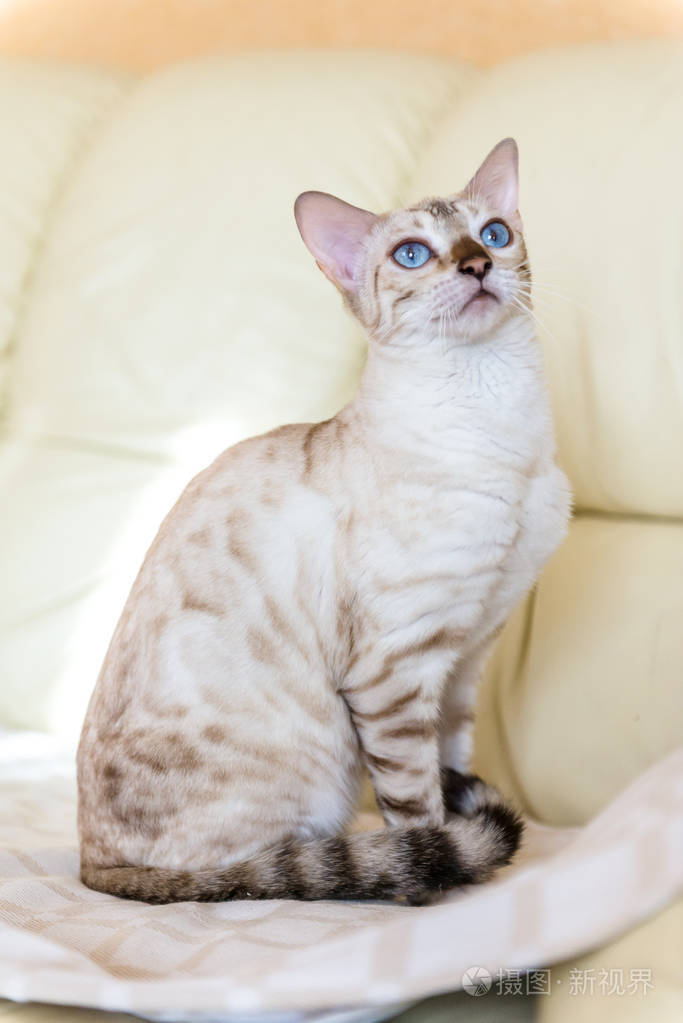 白孟加拉猫坐在沙发上的房子