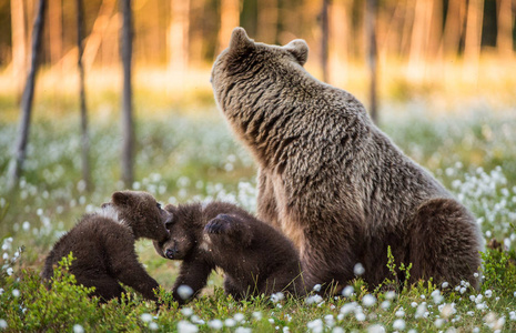 夏天时, 森林里嬉戏的熊幼崽和成年雌性棕熊。科学名称 厄休斯 arctos