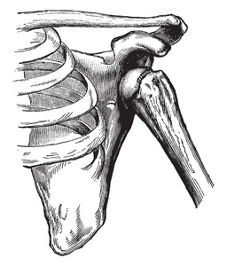 肱骨关节退行性关节疾病兽医兽医解剖人类肱骨解剖模型肱骨骨解剖肱骨