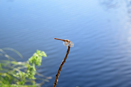 在河边的树枝上蜻蜓