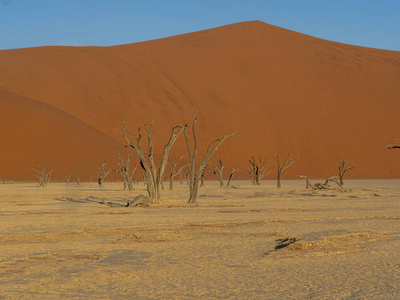 Deadvlei, 纳米比亚的死树