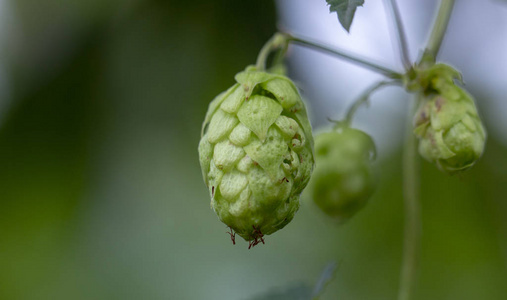 野生啤酒花, 灌丛。在荒野中跳跃的大树