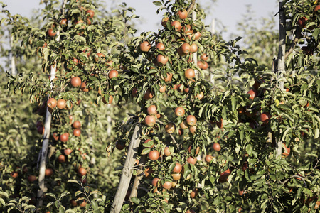 果实饱满苹果树枝饱满成熟的果实照片