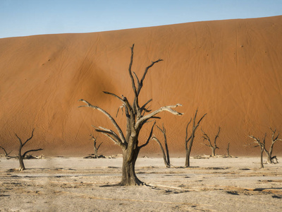 Deadvlei, 纳米比亚的死树