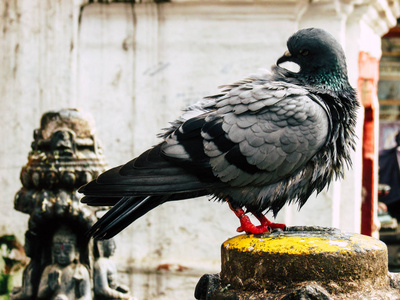 加德满都尼泊尔2018年8月31日晚上在加德满都 Swayambhunath 地区的一只鸽子在佛塔顶部特写。