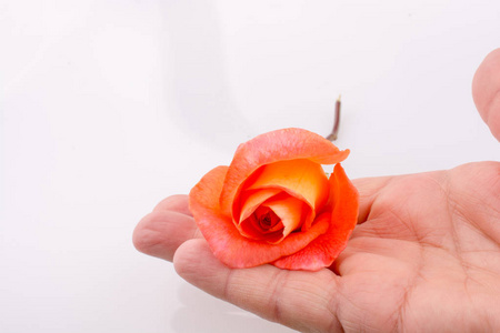 手拿着桔子在白色背景上的玫瑰
