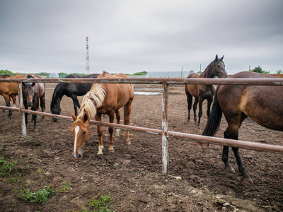 动物农场或牧场,农村牲畜或农田牧场上的美丽的幼马群照片