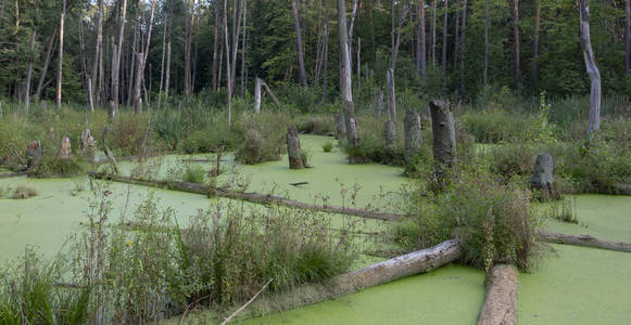 松树林中的沼泽, 完全覆盖着藻类, 景观