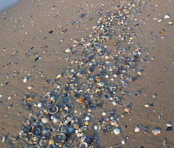 海滩上洗过的贝壳, 意大利的 Eraclea 母马