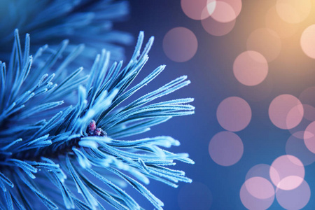 圣诞背景。圣诞节和新年贺卡。蓝色背景松树枝散景