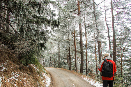 游客在山上的道路上, 近几个世纪的老云杉和松树在奥地利阿尔卑斯山。Semmering 滑雪胜地, 奥地利