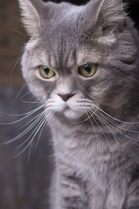 特写肖像的灰色成年猫看起来可悲聪明的眼睛 sidewayson 在一个木质背景
