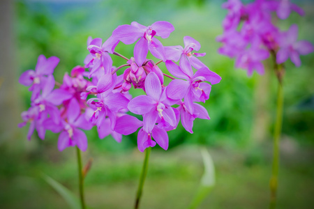 美丽的紫色颜色的兰花