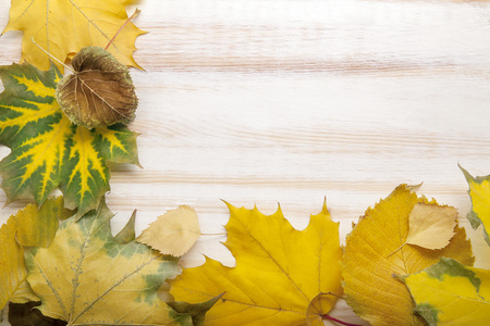 秋天树与叶帧上分类图片