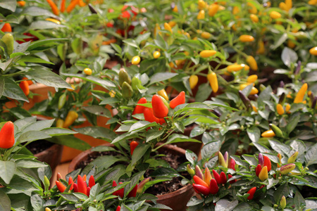 新鲜的天然胡椒生长在花园的灌木丛中