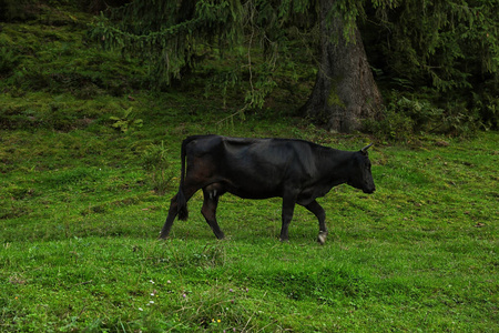 黑牛在夏季草地上放牧