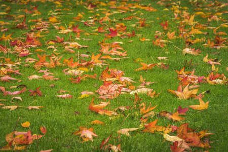 秋天枫叶金黄在绿色草在公园在秋天
