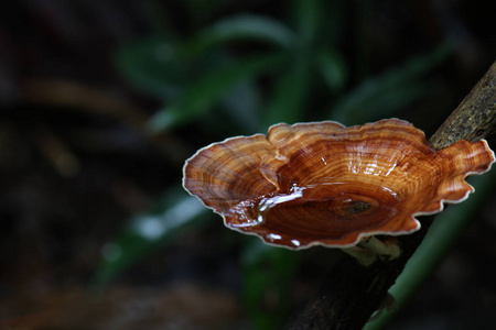 灵芝蘑菇在雨季的宏观研究图片