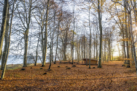 森林风景与一个木风雨棚在早晨与秋天落叶