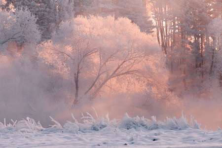 圣诞冬季背景。白色的冬天树覆盖着霜冻和雪在早晨照亮太阳。冬彩景观