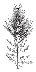 这幅画显示印度米草, 它长三到四英尺, 茎长而薄直, 草叶的下部小而薄, 草叶的上部是厚的, 复古线画或雕刻插图