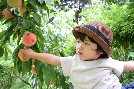 可爱的男孩采摘的水果是新鲜的桃子