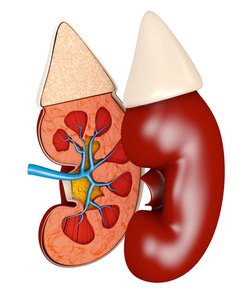 肾脏医学的结构3d 例证。科学医学教育材料