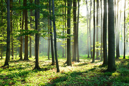 早晨的阳光在森林里图片-早晨的阳光在森林里素材-早晨的阳光在森林里