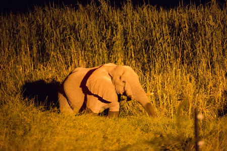 非洲的一个大的大象家庭到处走动吃和喝水