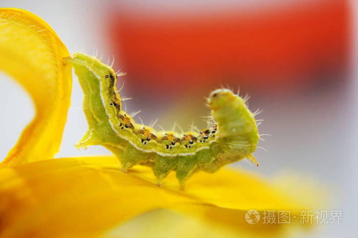 花上毛茸茸的绿毒毛毛虫的特写
