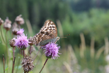 大, 棕色, 美丽, 明亮的蝴蝶坐在一朵丁香花在草地上.在夏天, 美丽的蝴蝶扑来, 坐在花上。这是一个美丽的景象。蝴蝶是褐色的