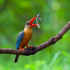 黑嘴翠鸟图片-黑嘴翠鸟素材-黑嘴翠鸟插画-摄图新视界