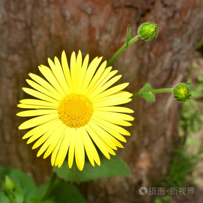 黄色雏菊对树皮的树, 宏。创意花卉组合卡。平躺, 顶部视图