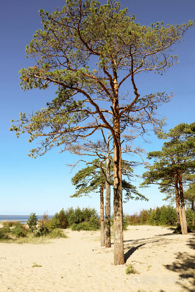 秋日在北德文斯克的yagry岛上独特的松树林白色海海岸