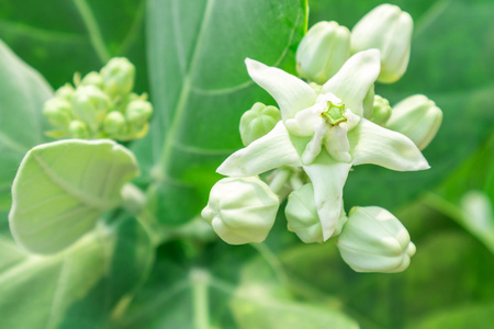 金银花在树上的金黄山茶或皇冠花, 柔软和模糊的焦点