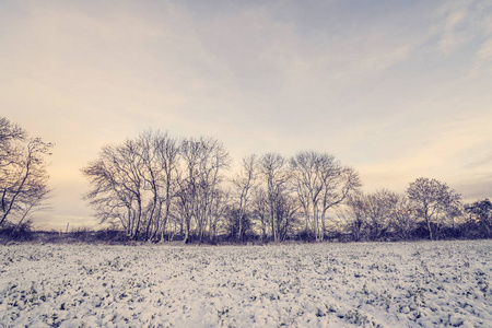 冬天的风景与 barenaked 树在早晨日出与雪在农村领域
