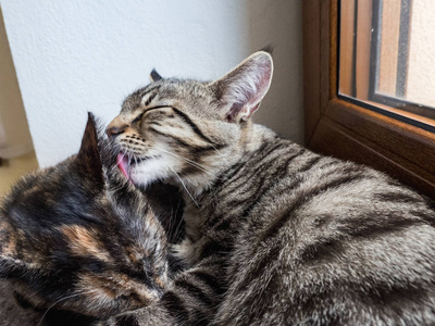 两只猫躺在窗户上的肖像。窗户上有两只可爱的小猫。小猫在窗口玩耍