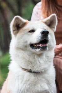 日本狗秋田犬肖像与年轻女子户外