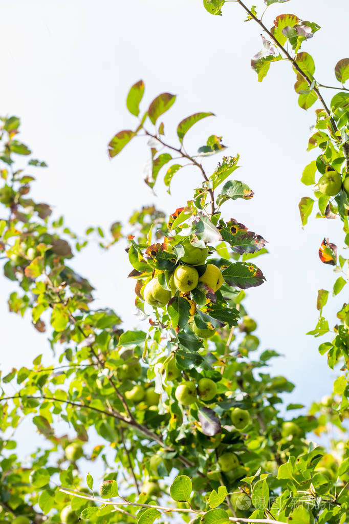将成熟的梨果实特写在树枝上, 叶子上有绿叶的背景。秋天, 收获, 花园概念