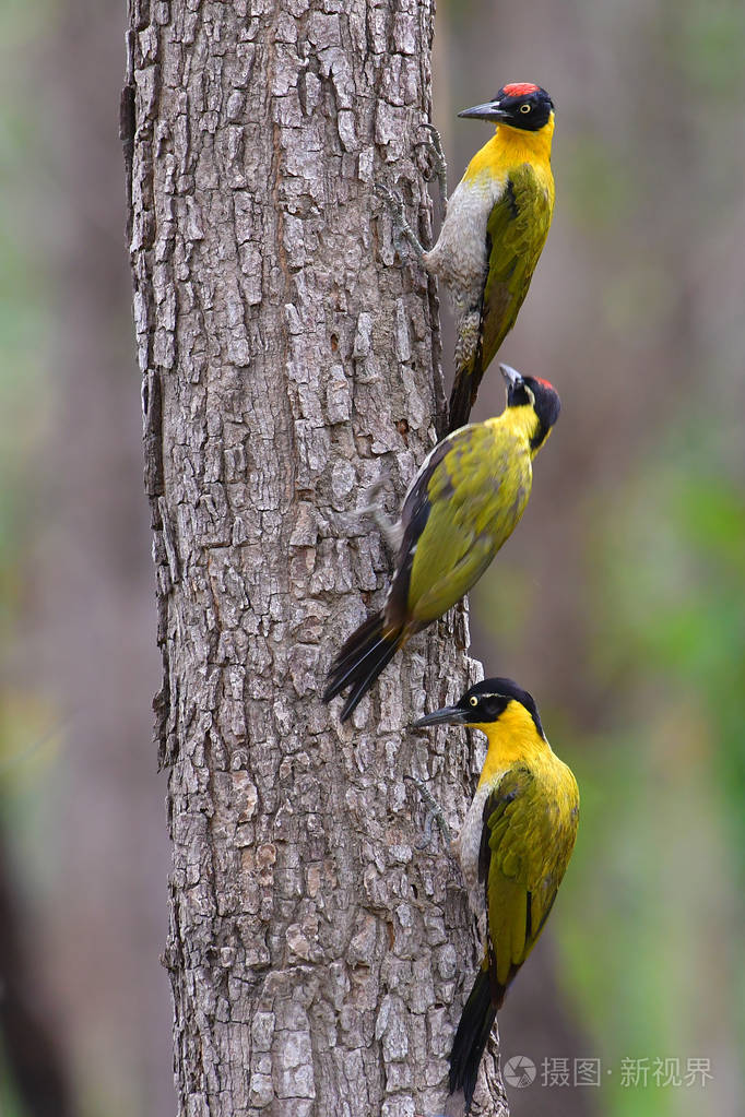 美丽的三黑头啄木鸟 (皮库斯 erythropygius) 站在树上, 泰国的鸟