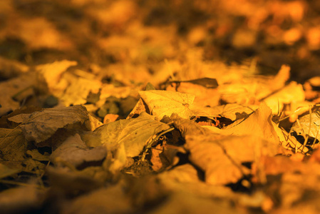 枯萎的树叶图片